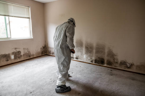 Asbestos and Lead Testing During Mold Inspection in Rosemead, CA